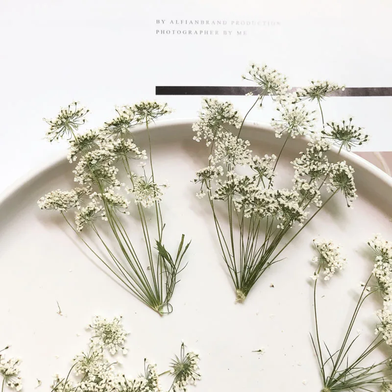 Baby Breath Dried - 5-7 cm/12 piezas, flores pequeñas de