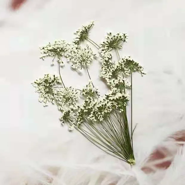 5-7 cm/12 piezas, flores peque - Baby Breath Dried reseña y precio
