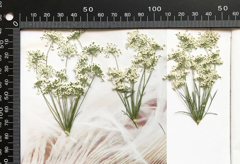5-7 cm/12 piezas, flores peque - Baby Breath Dried reseña y precio